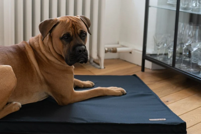 Traumwolke - orthopädische Hundematte aus Baumwolle (antiallergisch + kochfest)