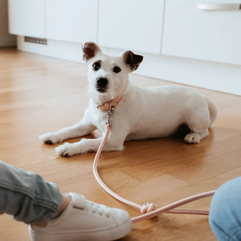 SOHO MINI Set Halsband & Leine | hellrosa