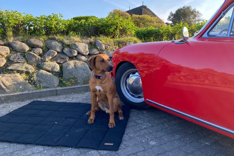 waidgold® Hundedecke Wiesenliebe aus Baumwolle (OEKO-TEX® Standard 100)