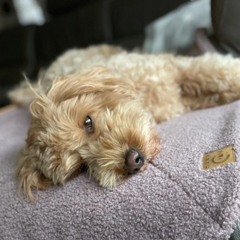 Hundedecke Momo | Cuddly Teddy