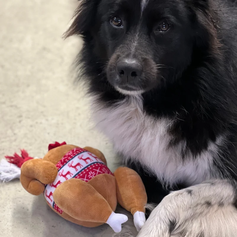 Hundespielzeug Truthahn