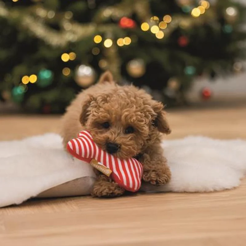 Hundespielzeug Weihnachtsknochen
