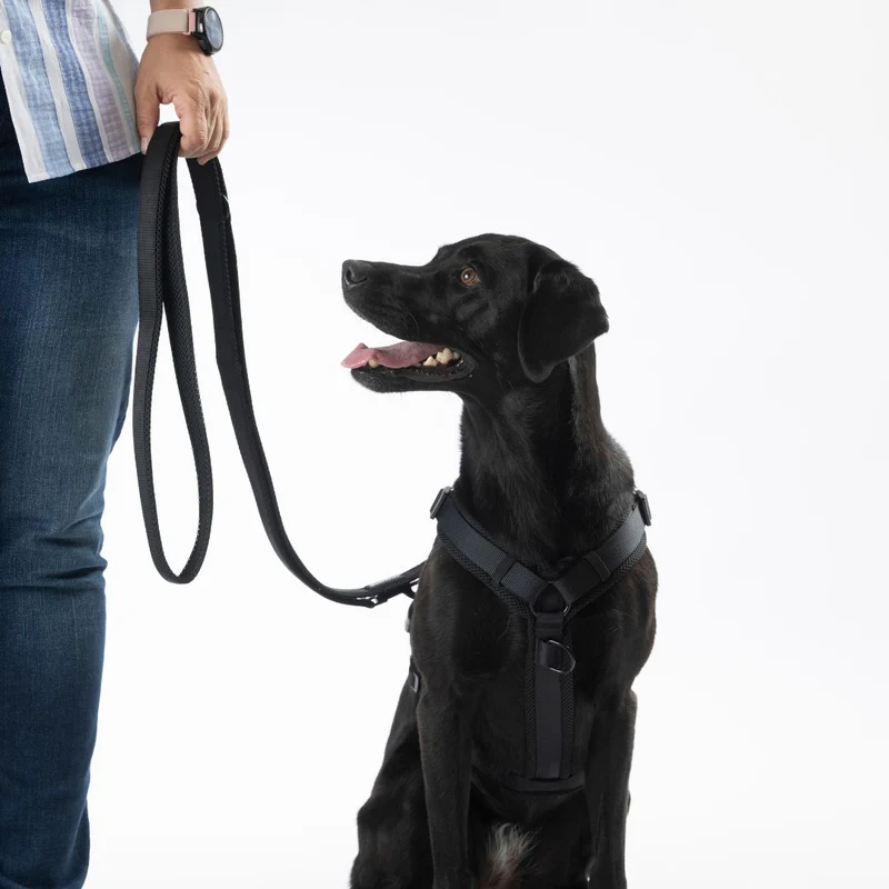 Y-Hundegeschirr Nova Black