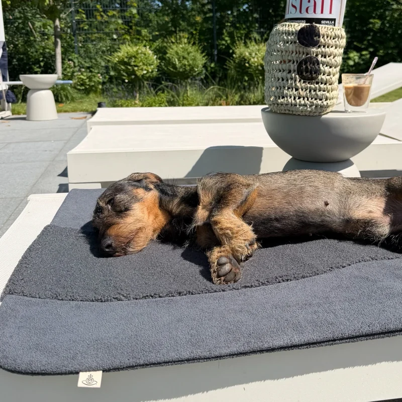 Hundedecke Oto | Anthrazit