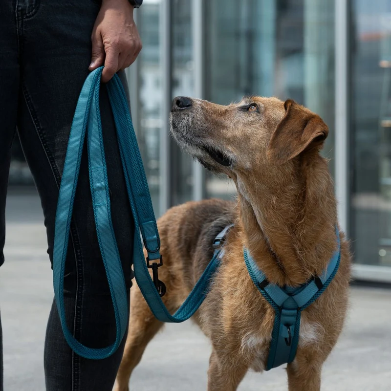 Y-Hundegeschirr Nova Petrol