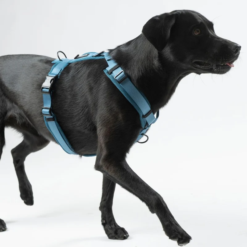 Y-Hundegeschirr Nova Petrol