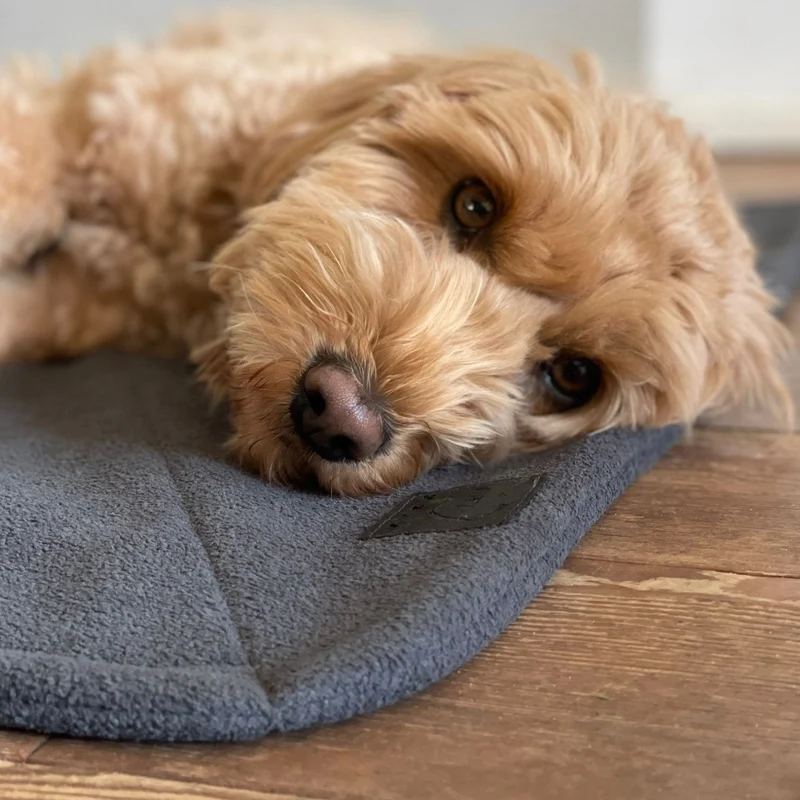 Hundedecke Sumi | Cozy Terry