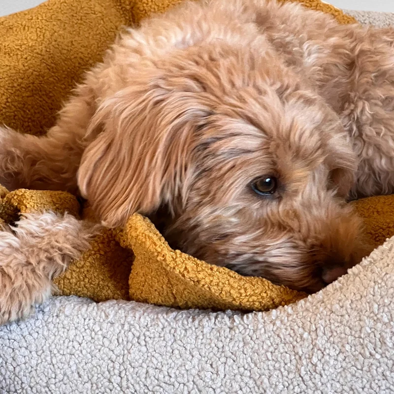 Hundebett Ema | Cuddly Teddy
