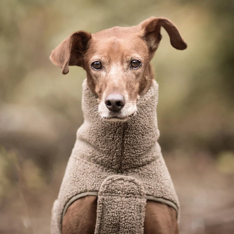 Hundepullover Derby Plush 2.0 Taupe C7 x Woofstuff