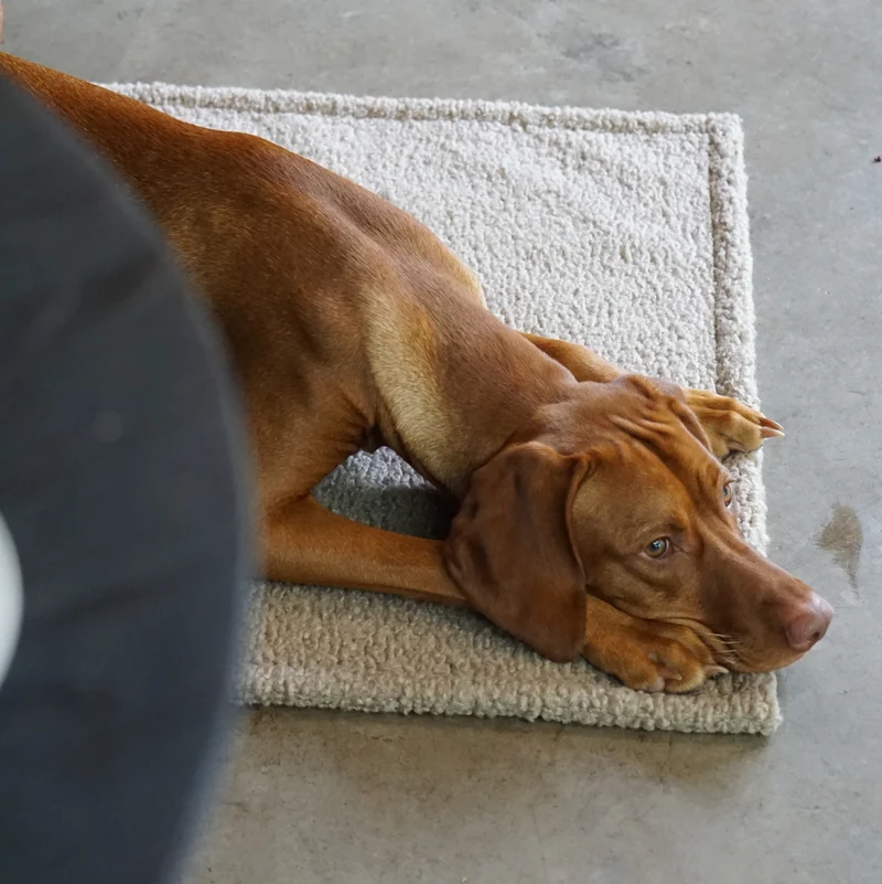 Hundedecke Rubi