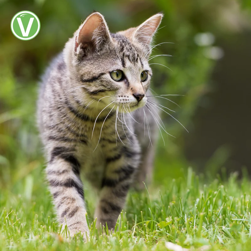 Citrolyptus Zecken- und Floh Spot On Pipetten für Katzen