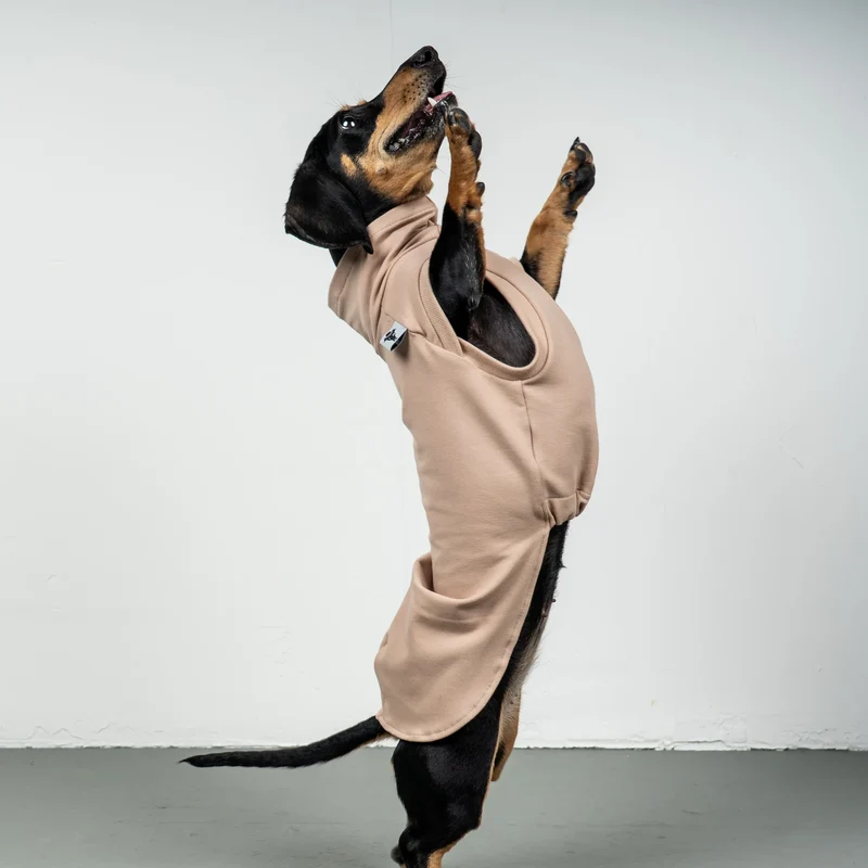 Cotton Shirt für Dackel Puder Beige
