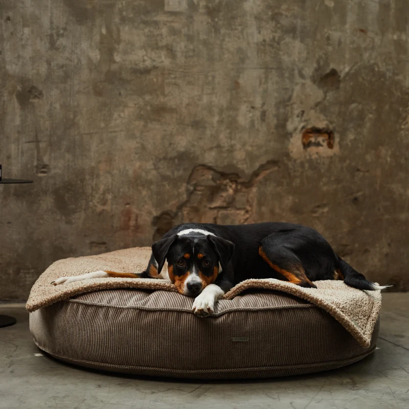 Bundle Hundekissen Mira x Decke Rubi