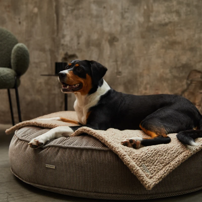 Bundle Hundekissen Mira x Decke Rubi