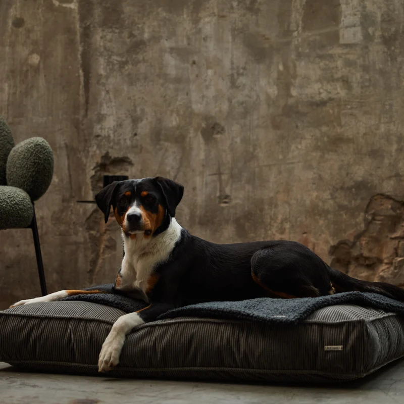 Bundle Hundekissen Leia x Decke Rubi