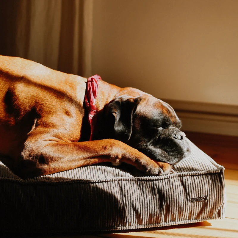 Hundekissen Leia