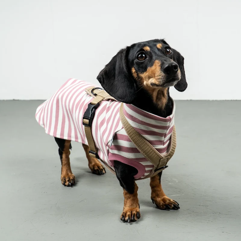 Cotton Shirt für Dackel Pink Stripes