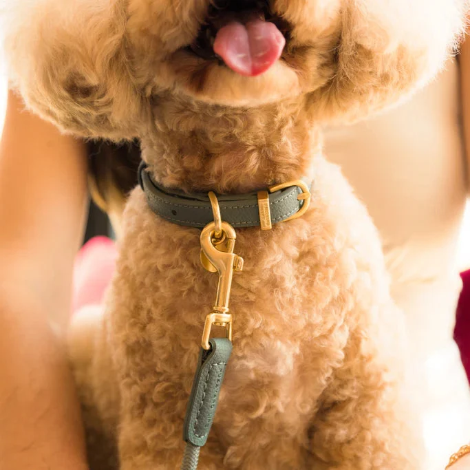 Hundehalsband Atelier Salbei