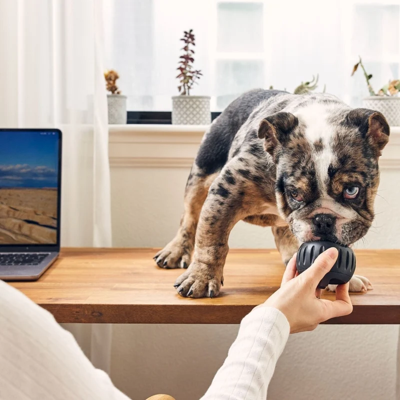 Pupsicle Power Chewer: Kühlender Schleckspaß für deinen Hund
