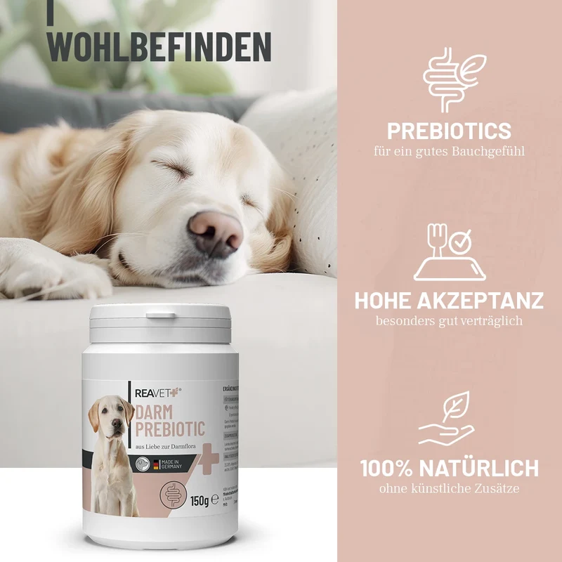 Darm Prebiotic Pulver