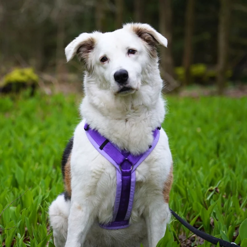 Hundegeschirr FUN Lavendel