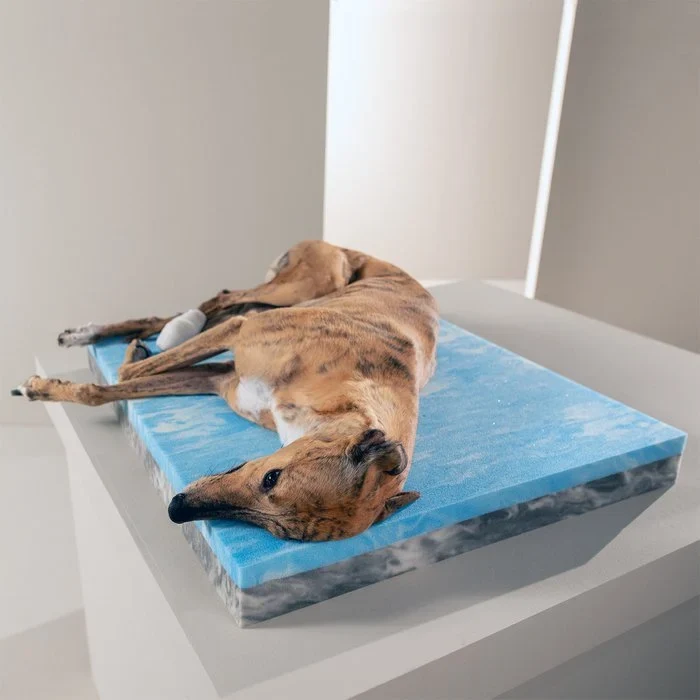 Ortho Mattress