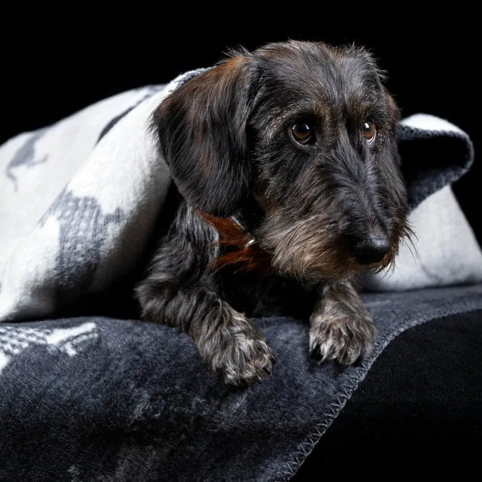 Hundedecke Teckel