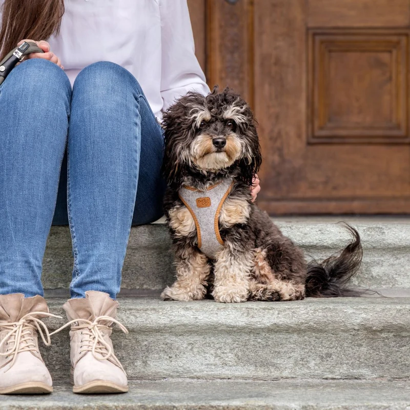 Hundegeschirr Alpine Clasp Vest Harness Grey