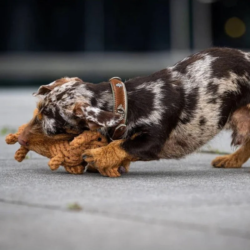 Hundespielzeug Diego Dackel