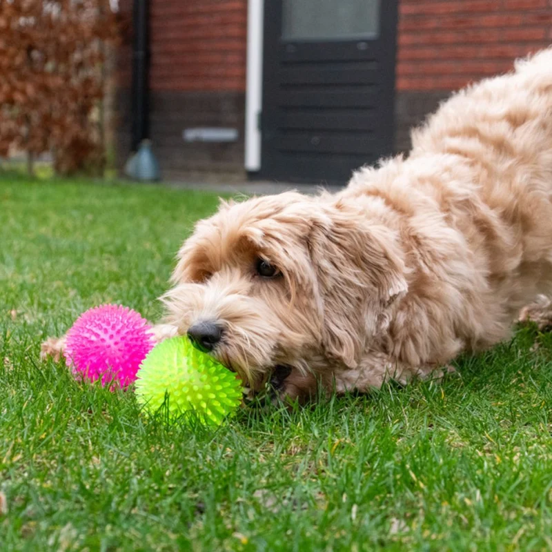 Hundespielzeug Exoplanet Igel-Ball