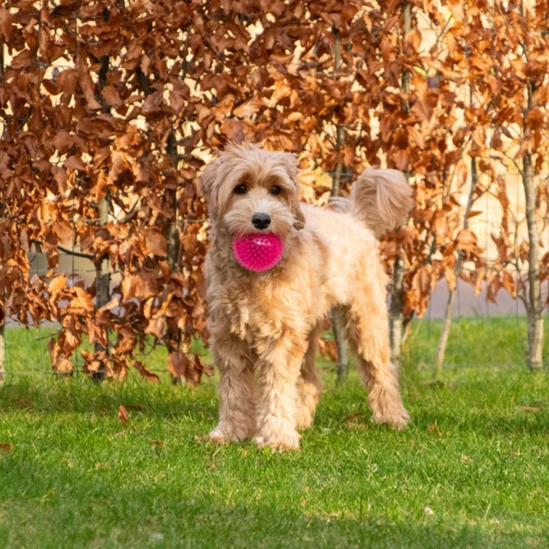 Hundespielzeug Exoplanet Igel-Ball
