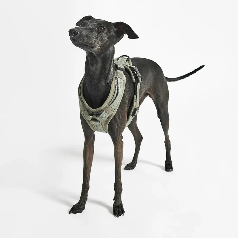 Modena Hundegeschirr Grolive
