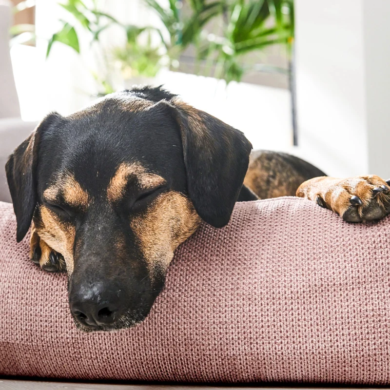 Hundebett Tudor Ortho oder Classic Rose