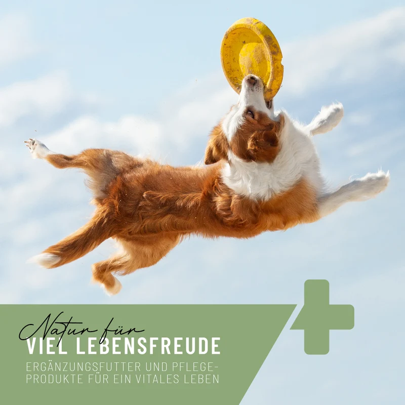 Kieselerde