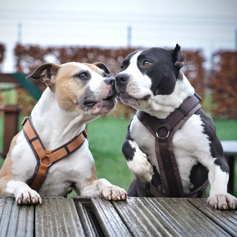 Hundegeschirr FUN Braun/Bernstein