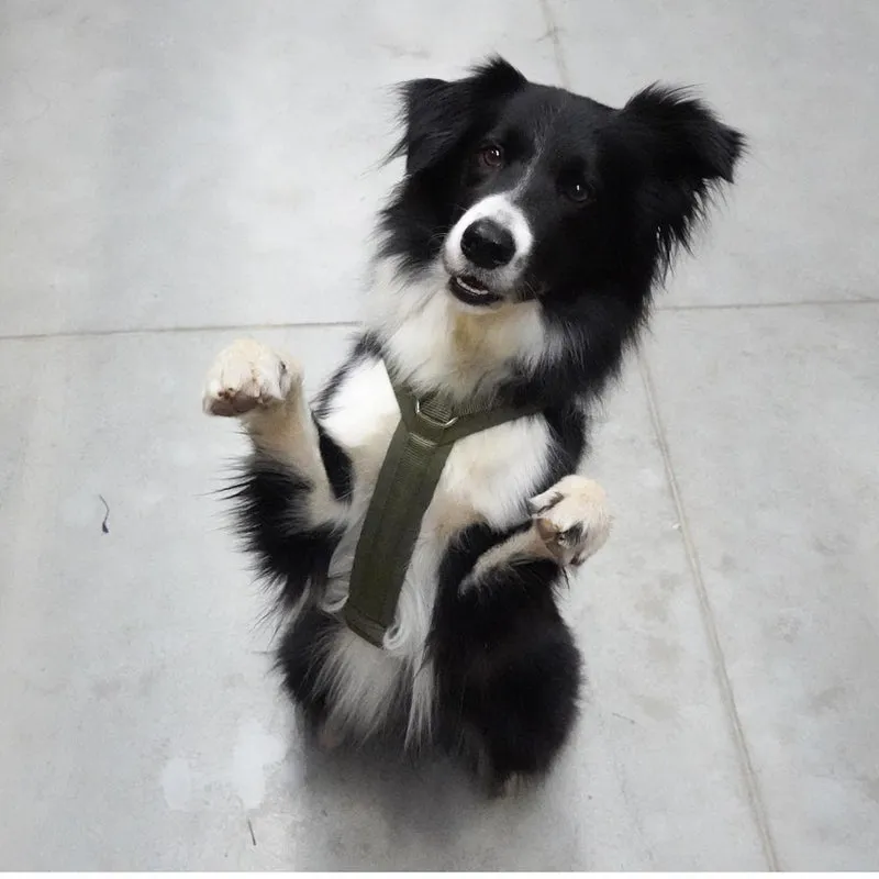 Hundegeschirr FUN Oliv/Oliv