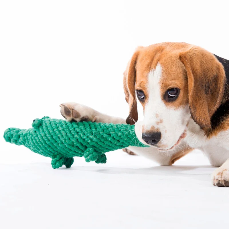 Hundespielzeug Kalli Krokodil