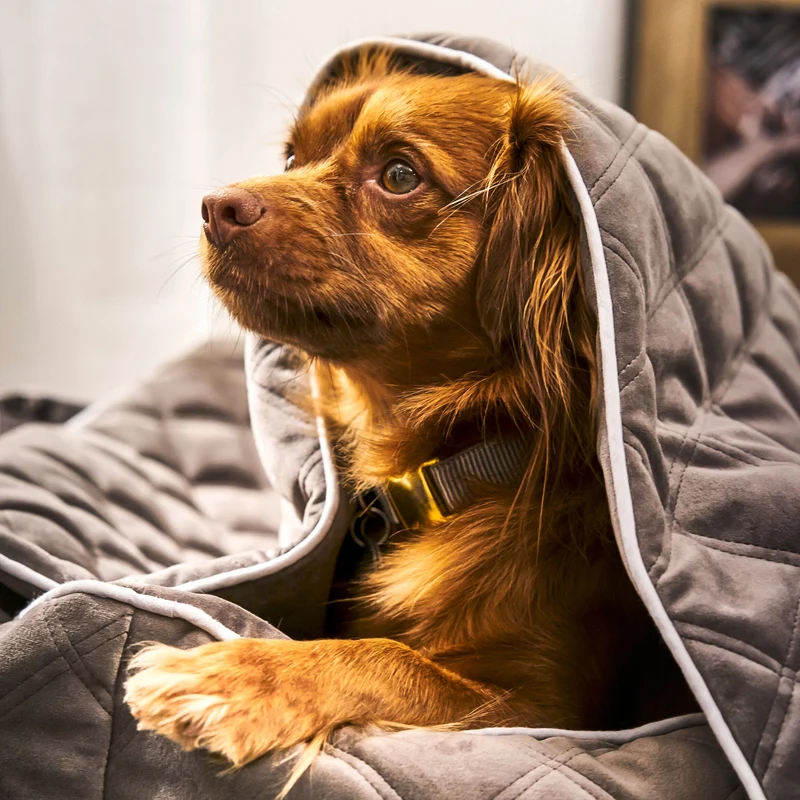 Hundebett Oxford Ortho oder Classic Stone