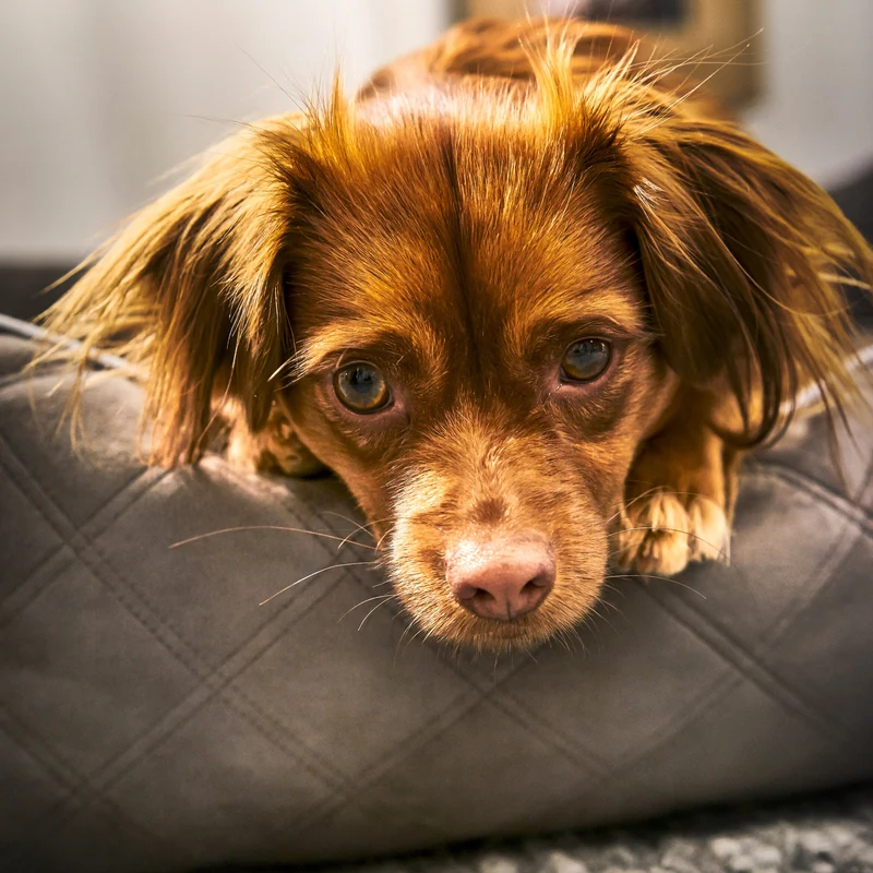 Hundebett Oxford Ortho oder Classic Stone