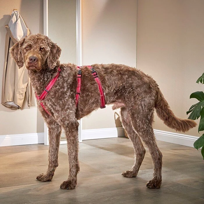 Wolter Soft & Safe No Escape ausbruchsicheres Hundegeschirr