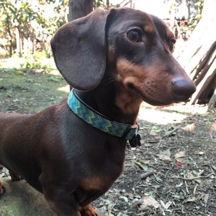 Max & Molly Smart ID Hundehalsband Vintage