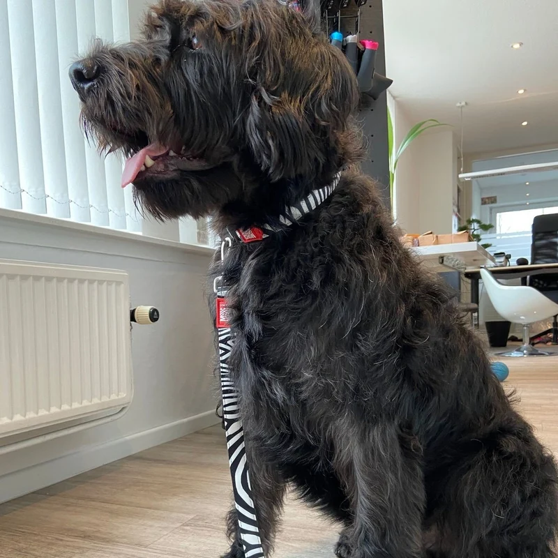 Max & Molly Smart ID Hundehalsband Zebra Classic