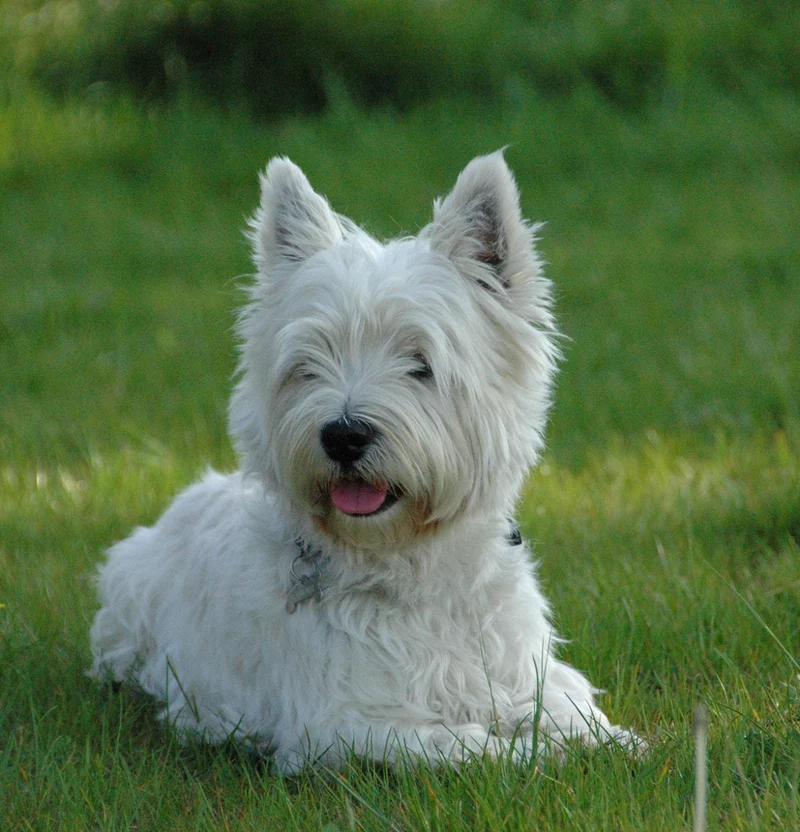 Hundehalsband - Lederhalsband West Highland Terrier / Westie Royal - Farbe frei wählbar