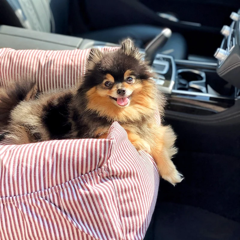 Hunde Autositz inkl. Sicherheitsgurt