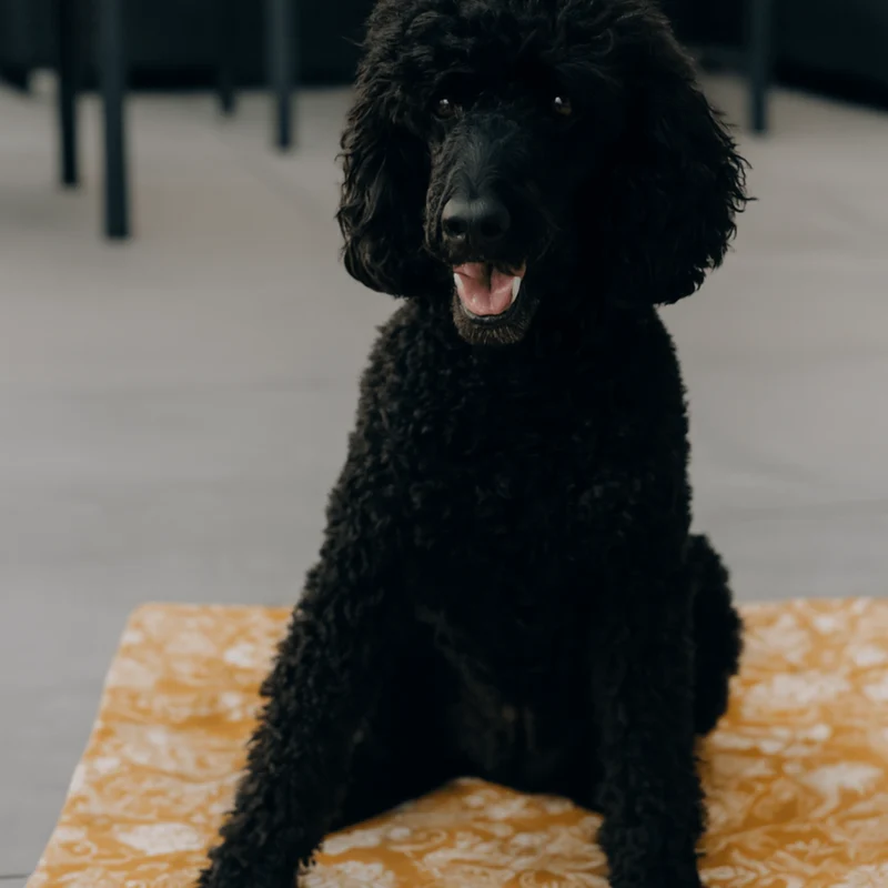 Hundedecke Savannah "Emmelie"