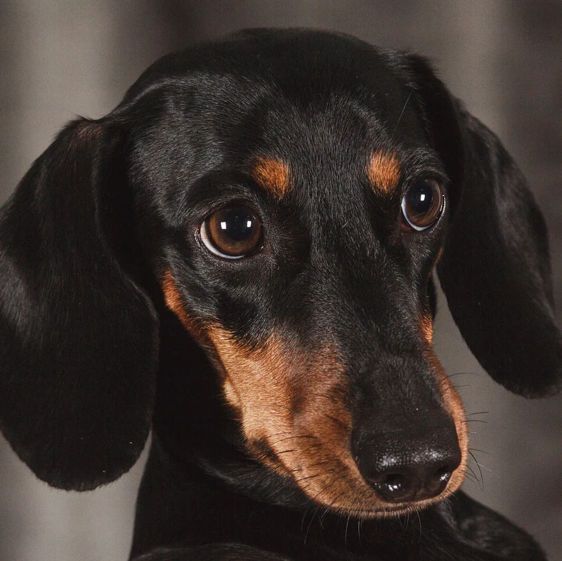 Hundehalsband - Lederhalsband Dackel / Teckel / Dachshund - individuelle Farbgestaltung