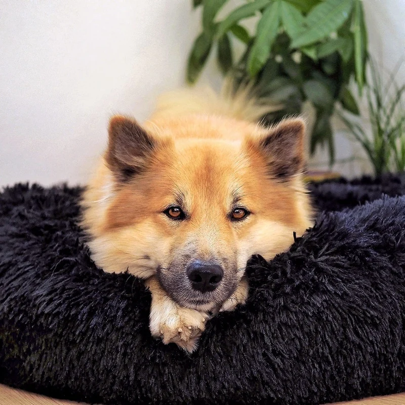 Hundebett Fluffy Plus - Das Original