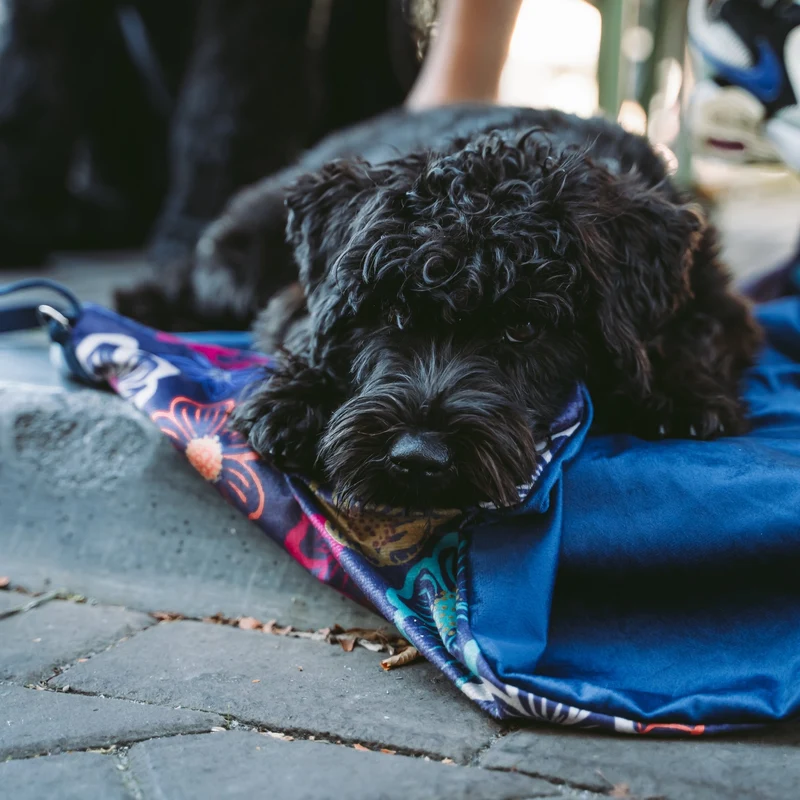 Hundedecke Savannah "Sofie"