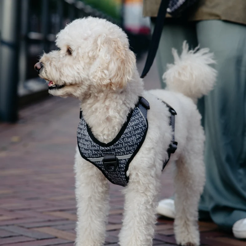 4 tlg. Hundegeschirr Boston