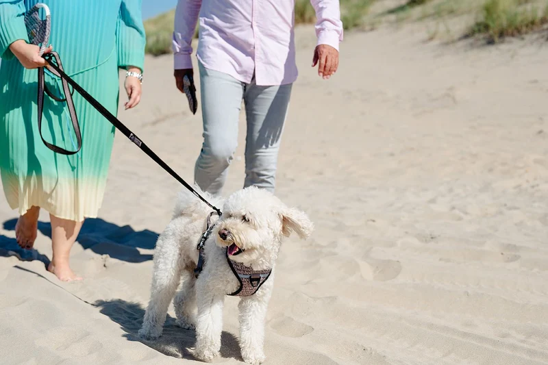 4 tlg. Hundegeschirr Boston